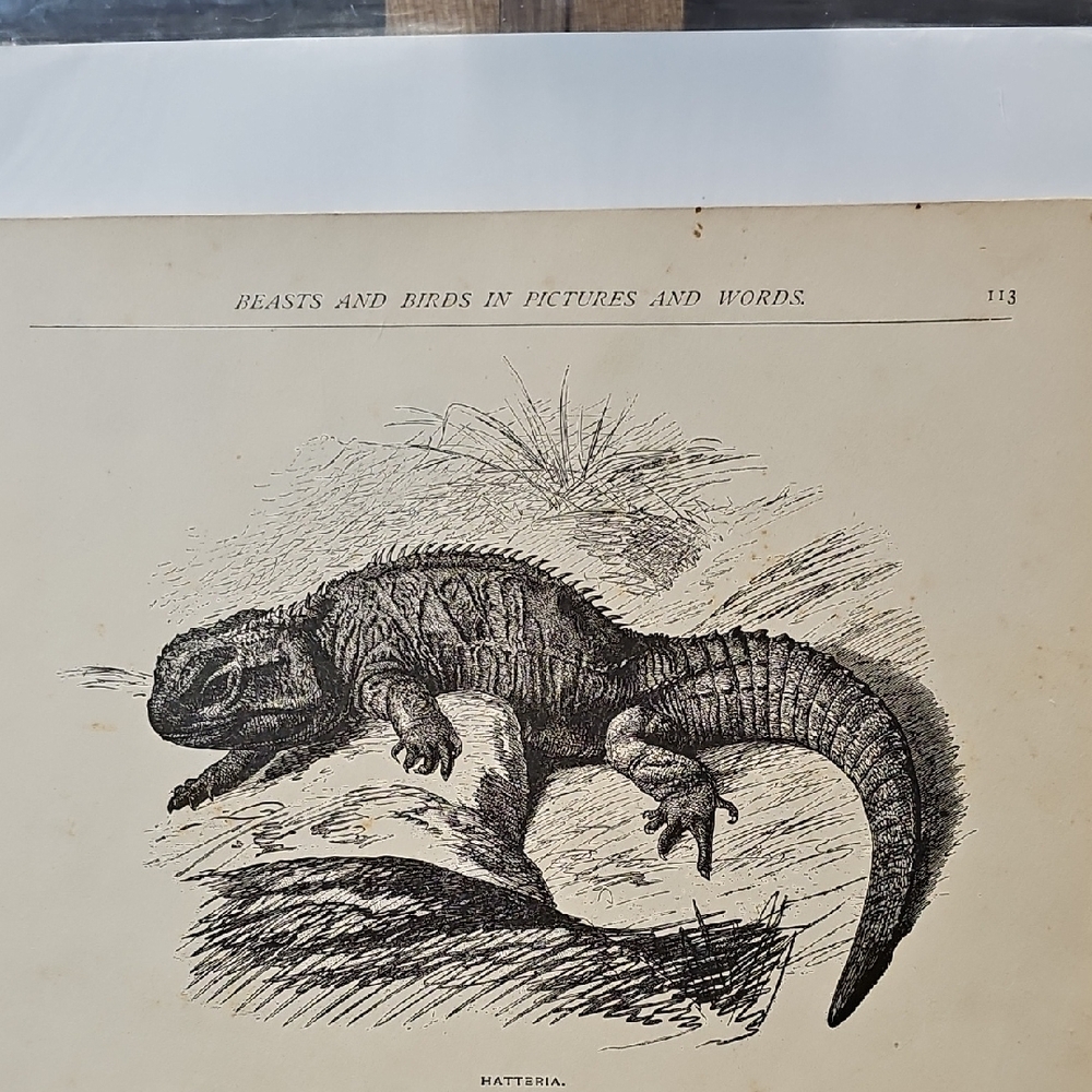 Reptile Illustration Book Prints From "Beasts And Birds In Pictures And Words" - Picture 3 of 7